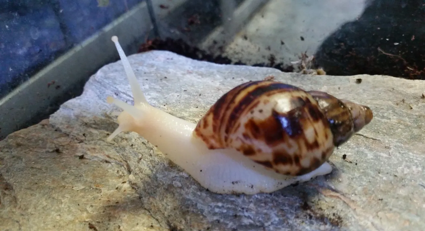 Achatina reticulata - Congosnegl ungdyr: Din komplette plejeguide